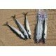 Whole, Filleted and Joey Mackerel (in store only)