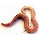 Medium Brandling Worms (in store only)