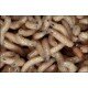 Full Gallon of Maggots - White or Mixed available